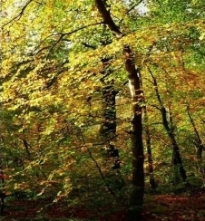 신제품: 하이드록시프로필 테트라하이드로피란 트리올(유용성)